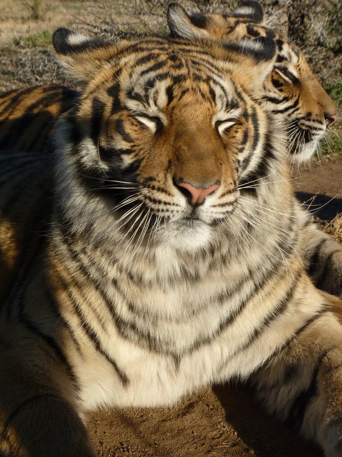 Boskoppie Lion & Tiger Reserve Kroonstad Exteriör bild