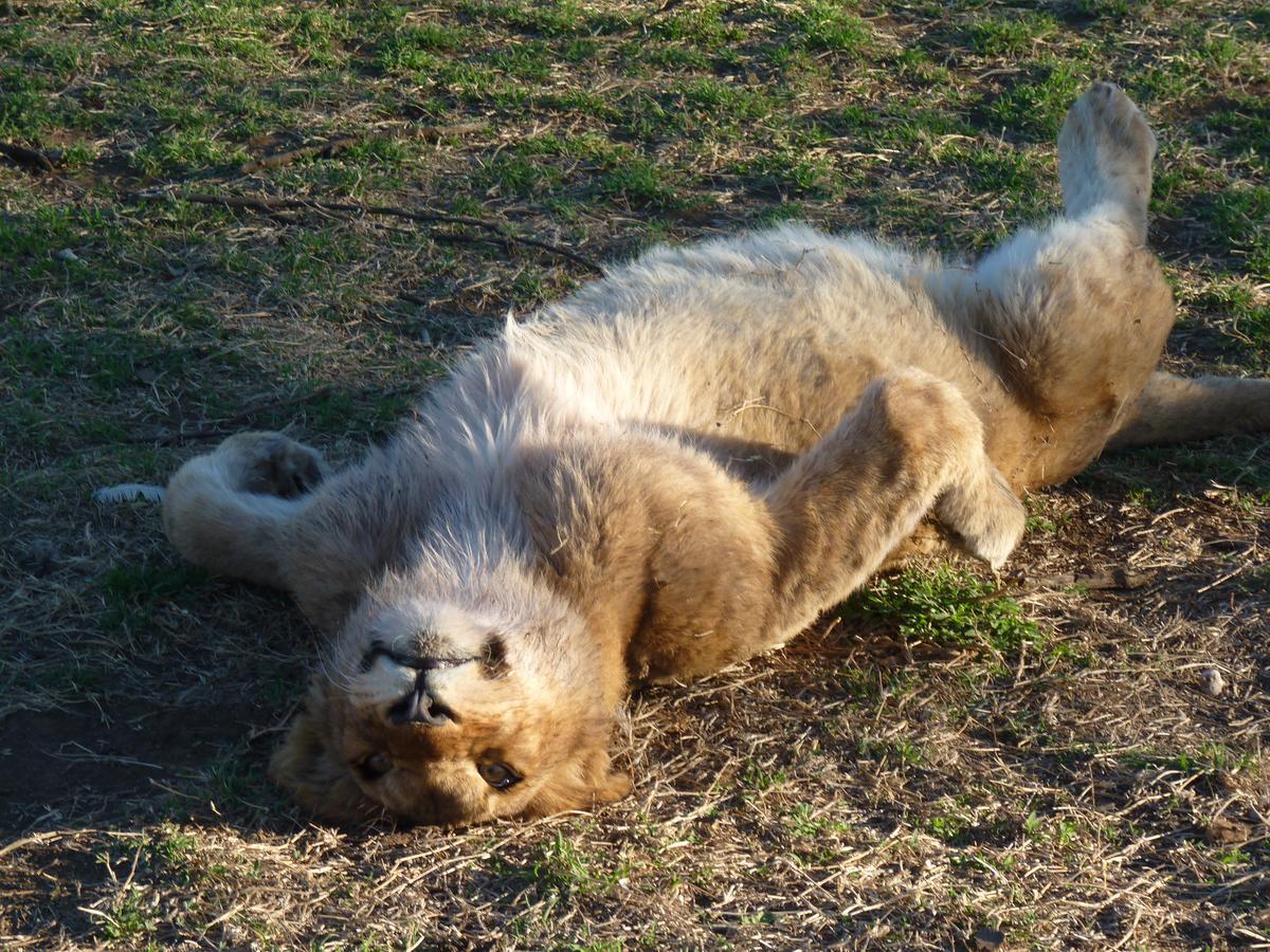 Boskoppie Lion & Tiger Reserve Kroonstad Exteriör bild