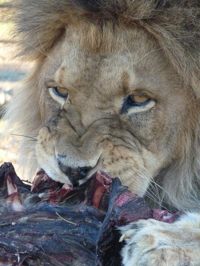 Boskoppie Lion & Tiger Reserve Kroonstad Exteriör bild