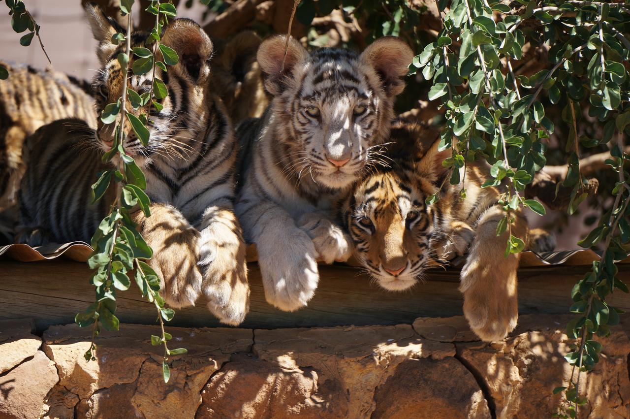 Boskoppie Lion & Tiger Reserve Kroonstad Exteriör bild