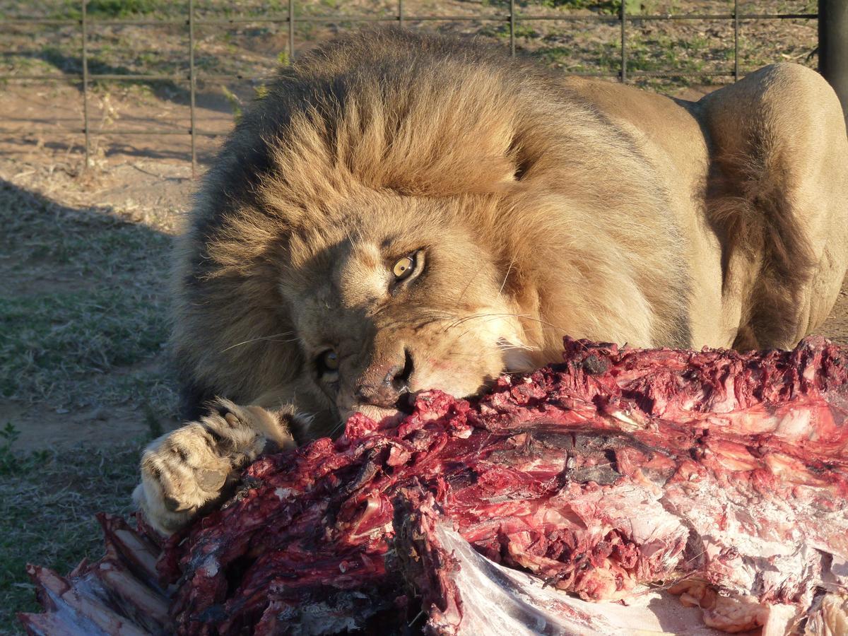 Boskoppie Lion & Tiger Reserve Kroonstad Exteriör bild